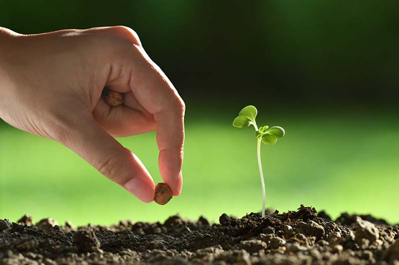 Mustard seed planting